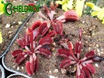 Dionaea Muscipula Muchołówka RED BURGUNDY