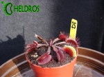 Dionaea Muscipula Muchołówka RED BURGUNDY