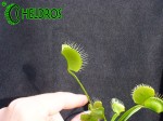 Dionaea Muscipula MUCHOŁÓWKA PURPLE GIANT