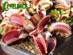 Dionaea Muscipula MUCHOŁÓWKA RED DENTATE