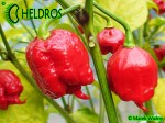 Carolina Reaper HP22B chili hot pepper - papryka najostrzejsza na świecie
