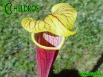 MK H26 Kapturnica Sarracenia flava Red tube x alata Red All red,SM