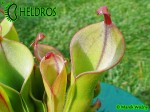 Heliamphora midoxa.