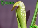 MK M8 Sarracenia Minor var. okefenokeensis Clone from Lois Glass