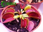Dionaea Muscipula Muchołówka BIG MOUTH
