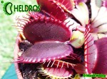 Dionaea Muscipula muchołówka PINK VENUS