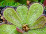 Adult Drosera MACROPHYLLA ssp. MACROPHYLLA. Dorosła Rosiczka Macrophylla ssp. Macrophylla