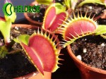 Dionaea Muscipula Muchołówka BIG MOUTH