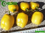 YELLOW GIANT ROCOTO chili