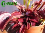 Dionaea Muscipula MUCHOŁÓWKA ROYAL RED