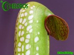 MK M8 Sarracenia Minor var. okefenokeensis Clone from Lois Glass