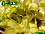 Dionaea Muscipula muchołówka Triton
