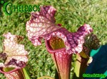 MK H40 Sarracenia x Victoria Morley. SMo, Attractive pink topped cultivar.