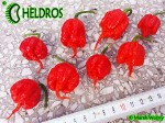 Carolina Reaper HP22B chili hot pepper