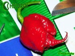 Carolina Reaper HP22B chili hot pepper - papryka najostrzejsza na świecie