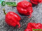 Carolina Reaper HP22B chili hot pepper - papryka najostrzejsza na świecie