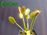 Dionaea Muscipula Muchołówka SPIDER