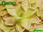 Tłustosz pinguicula Ehlersiae Santa Gertrudis