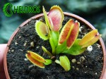 Dionaea Muscipula Muchołówka BRISTLE TOOTH