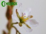 Rosiczka Drosera BURMANNII Hong Kong