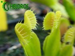 Dionaea Muscipula Muchołówka CUP TRAP