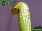 MK M8 Sarracenia Minor var. okefenokeensis Clone from Lois Glass