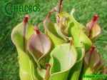 Heliamphora midoxa.