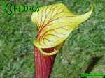MK H26 Kapturnica Sarracenia flava Red tube x alata Red All red,SM