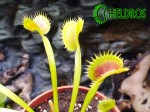 Dionaea Muscipula Muchołówka DENTATE