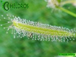 Rosiczka-Drosera-Capensis-Alba-Albino