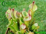 Heliamphora midoxa.