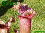MK H40 Sarracenia x Victoria Morley. SMo, Attractive pink topped cultivar.