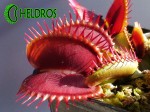 Muchołówka Dionaea Muscipula BIG TEETH RED GIANT w pełni sezonu.