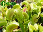 Dionaea Muscipula Muchołówka DENTATE