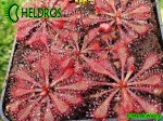 Drosera rosiczka spatulata Hong Kong var loureirii