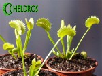 Dionaea Muscipula Muchołówka DENTATE