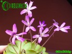 Pinguicula Rectifolia