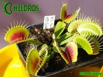 Dionaea Muscipula Muchołówka H3 Giant