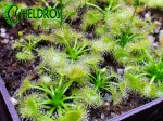 Rosiczki PELTATA młode / A few Drosera PELTATA.