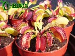 Dionaea Muscipula Muchołówka PARADISIA