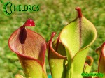 Heliamphora midoxa.