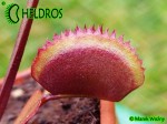 Dionaea Muscipula RED PIRANHA