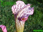 MK H2 Sarracenia x Diane Whittaker.leucophylla x minor x leucophylla 1992