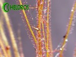 Rosiczka Drosera Filiformis RED
