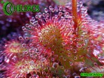 DROSERA Sp. PRETTY ROSETTE ROSICZKA Sp. PRETTY ROSETTE