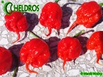 Carolina Reaper HP22B chili hot pepper