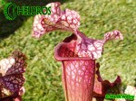 MK H40 Sarracenia x Victoria Morley. SMo, Attractive pink topped cultivar.