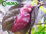 PINK TIGER chili - cross of Bhut Jolokia and Pimenta da Neyde