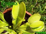 Dionaea Muscipula Muchołówka ALL GREEN