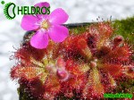 Rosiczka Drosera spatulata var. gympiensis